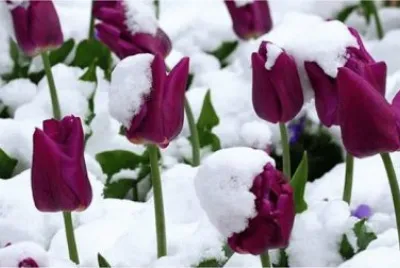 tulipas