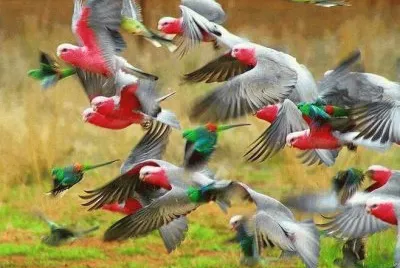 pasarinhos