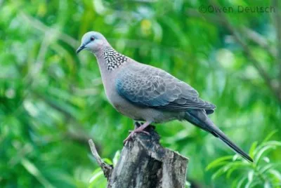pasarinhos
