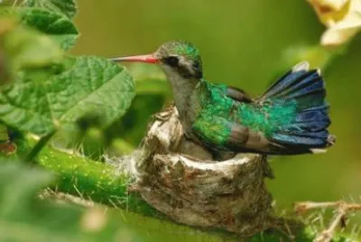 pasaros