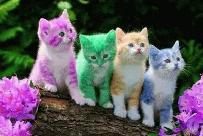 gatos coloridos
