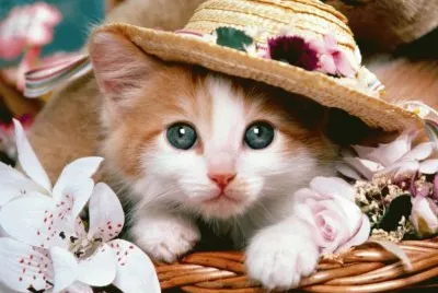 cat baby