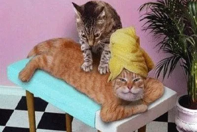 dia no spa