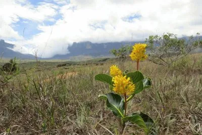 Vegetacão Monte Roraima
