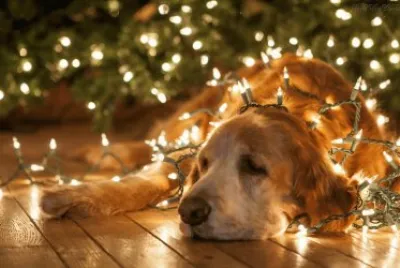 Feliz natal