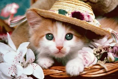gatito