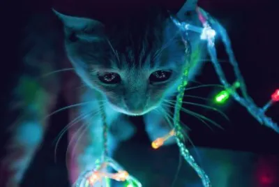 fantasia