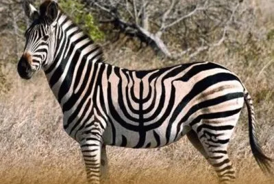 ×—× ×•×›×™×” jigsaw puzzle