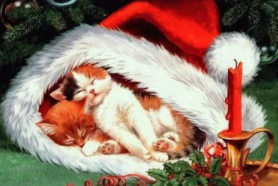 gatos