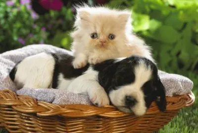 gatitos