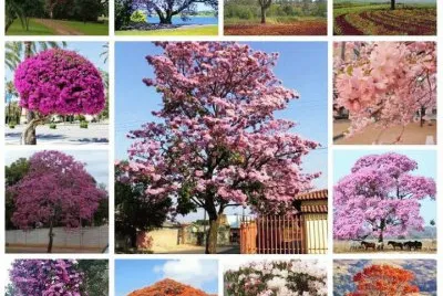 flores jigsaw puzzle
