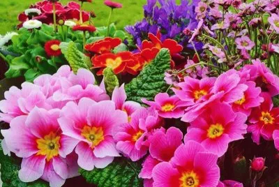 flores