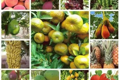 frutas
