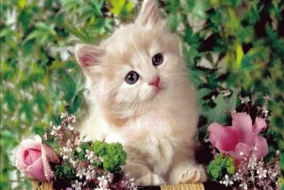 gatito