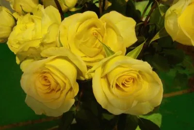 rosas amarillas jigsaw puzzle