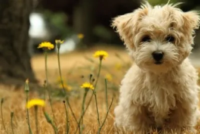 Filhote de cÃ£o