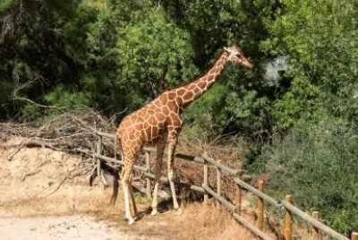 jirafa jigsaw puzzle