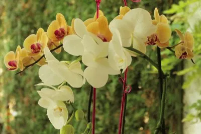 orquÃ­deas jigsaw puzzle