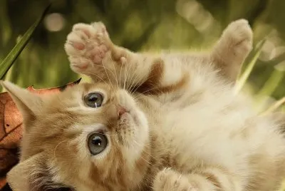 mimoso jigsaw puzzle