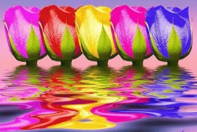 Colored Roses