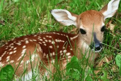 animais