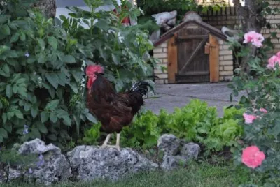 gallo