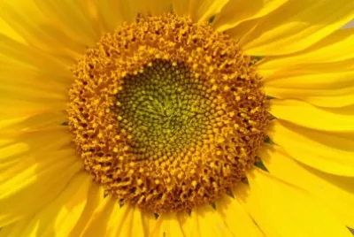 פאזל של flor