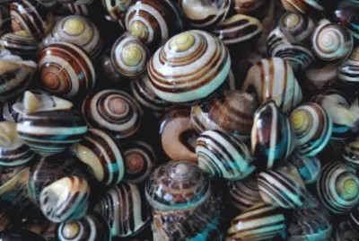 פאזל של caracoles