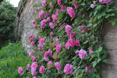 flores