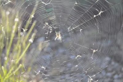 פאזל של tela de araÃ±a
