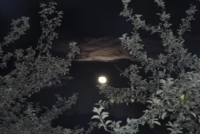 פאזל של luna