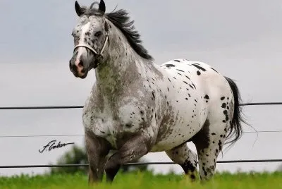 Dalmata