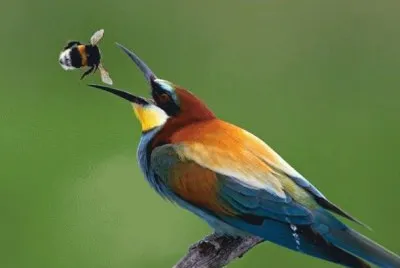 Aves