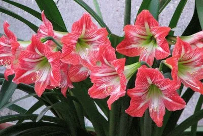 amarilis jigsaw puzzle