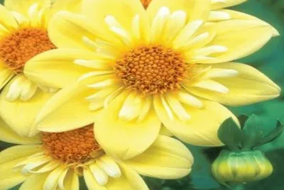 dalias