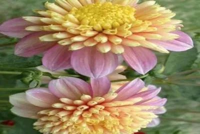 dalias