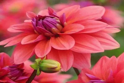 dalias