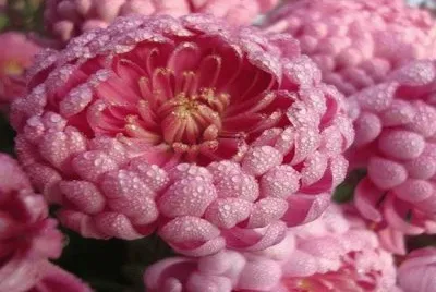 dalias