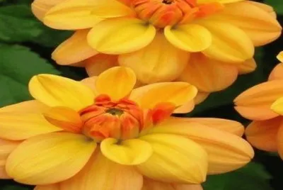 dalias