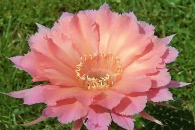 dalias