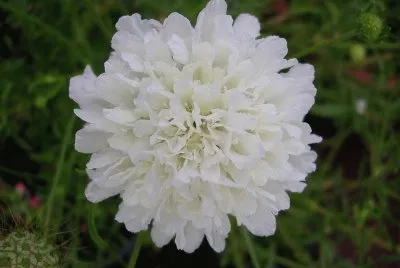 dalias