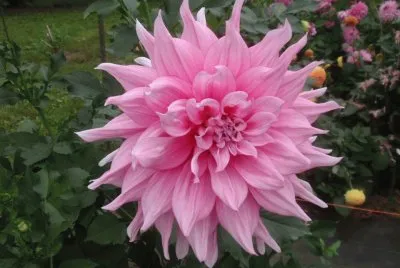 dalias