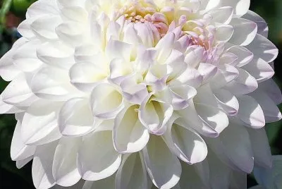 dalias