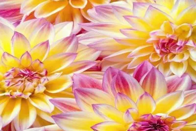 dalias