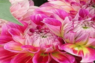 dalias