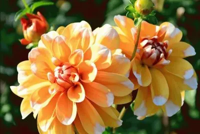 dalias