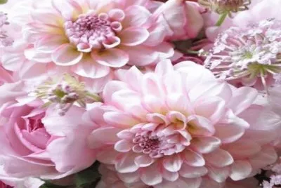 dalias