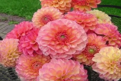 dalias