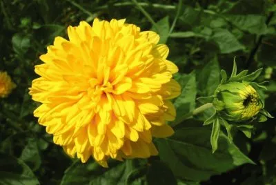 dalias