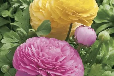 dalias